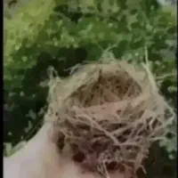 قناری