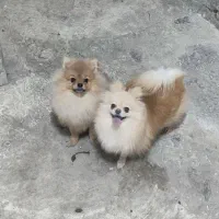 واگذاری دوعدد پامر پامرانین نرو ماده|سگ|رشت, پل تالشان|دیوار