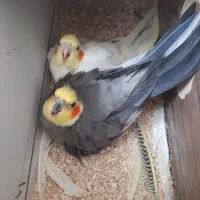 عروس هلندی مولد|پرنده|مرند, |دیوار