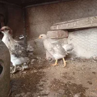 چوری وکفتر|پرنده|یزد, |دیوار