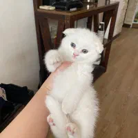 توله های اسکاتیش سفید