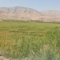 زمین-کشاورزی-لب-جاده