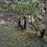 زمین بادام روستای شاره|فروش زمین و ملک کلنگی|سبزوار, امیریه|دیوار