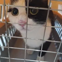 واگذاری 2تاگربه خانگی