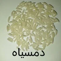 برنج ازتولیدبه مصرف دمسیاه وندا