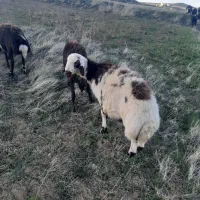 بره قوچ پلنگی