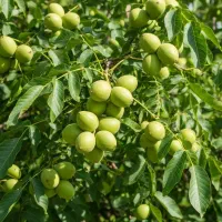 نهال گردوفرصت یک‌بار در زندگی برای درآمد پایدار|گل و گیاه طبیعی|اشنویه, |دیوار