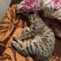 گربه گم شده