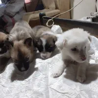 ۴عددسگ ماده ازنژاداشپیتز|سگ|اراک, |دیوار