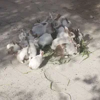 خرگوش|موش و خرگوش|زابل, |دیوار