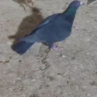 چهار عدد حیون|پرنده|مه ولات, |دیوار