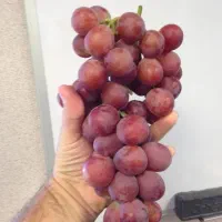 نهال انواع انگورهای داخلی خارجی تولیدکننده نهال|خدمات باغبانی و درختکاری|قوچان, |دیوار