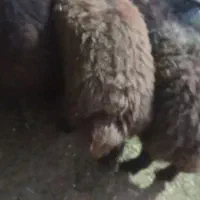 ۲ راس بره نر قزل افشار