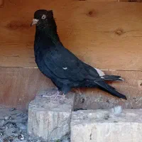 کفتر کبوتر کله سیاه،سینه سوسنی،سینه سیاه|پرنده|شیراز, گلکوب|دیوار