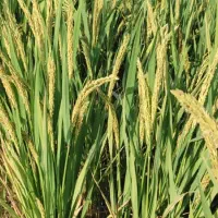 فروش شلتوک تناژ  بالا به تمام شهرستانیای عزیز