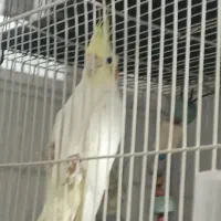 عروس هلندی|پرنده|مشهد, حجت|دیوار