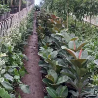 فروش گلهای فضای باز وآپارتمانی زیر قیمت بازار|گل و گیاه طبیعی|عباس‌آباد, |دیوار