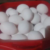 تخم مرغ تازه به روز صبح جمع کردم شانه ای ۲۷۰۰۰۰