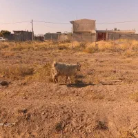 بز چاق