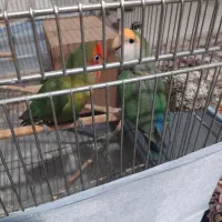 طوطی برزیلی خوشگل همراه با ۵ تخم