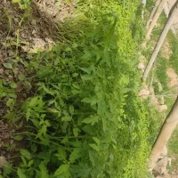 فروش نهال گوجه فرنگی