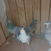 خرقه دم سبز|حیوانات|اصفهان, شاهد|دیوار