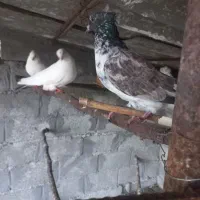 سه جفت جوجه کبوتر معاوضه با چیزی که به کارم بیاد