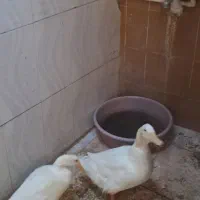 اردک