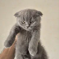 بچه گربه اسکاتیش