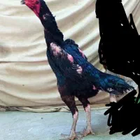 جوجه خروس اوشامو نسل ونژاد معتبرووارداتی|حیوانات مزرعه|مشگین شهر, |دیوار