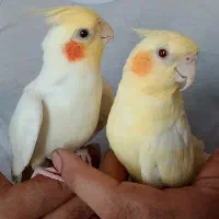 عروس هلندی