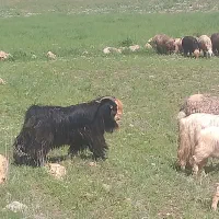 چپش دوبرجوان