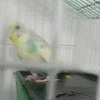 مرغ عشق|پرنده|چناران, |دیوار