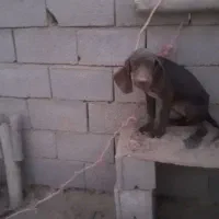 توله شکاری اصیل ۵ماهه نر