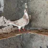 خشرنگ|پرنده|بندر دیر, |دیوار