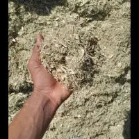 بارگیری کاه لوبیاچیتی فله ای  درج 1االیگودرز