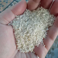 نیمدانه هاشمی