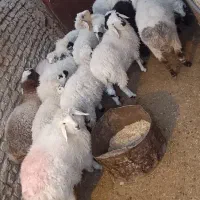 بز آبستن قیمت پایین فقط۷۵۰۰+ بره نر و ماده|حیوانات مزرعه|زابل, |دیوار