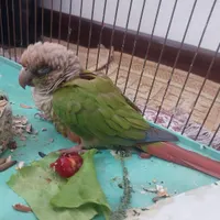 طوطی گرینچیک