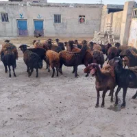 میش دشتی جوان