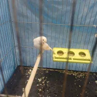 قناری|پرنده|قهدریجان, |دیوار