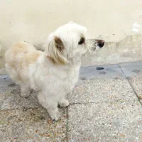 سگ خانگی|سگ|قم, سالاریه|دیوار