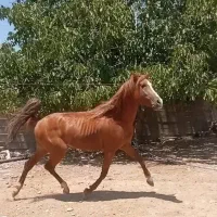 اسب نر|اسب و تجهیزات اسبسواری|شیراز, اکبر آباد|دیوار