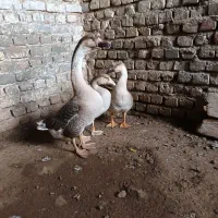 قوغاز|حیوانات مزرعه|زابل, |دیوار