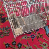 قفس سهره|لوازم جانبی حیوانات|اسلامآباد غرب, |دیوار