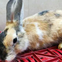 خرگوش مینی لوپ