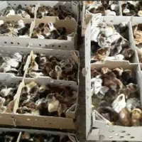 پخش جوجه محلی گلپا اردک رنگی گردن لخت کاکلی۱۰۰تایی|حیوانات مزرعه|یاسوج, |دیوار