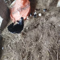 جوجه گلین و جوجه اردک محلی کرچ شو|حیوانات مزرعه|فومن, |دیوار