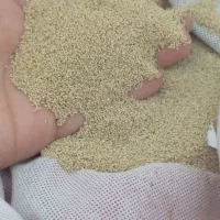 بذر توم|گل و گیاه طبیعی|کوهدشت, |دیوار