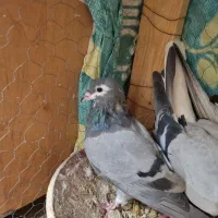 کلاغدم سبز کله بسته|پرنده|خلیل آباد, |دیوار